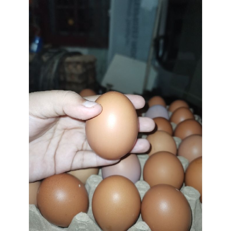 

SUPER TOP JUMBO TELUR AYAM EROPA KUALITAS S+ FRESH DARI KANDANG