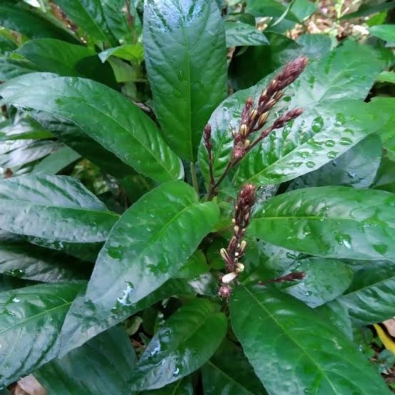 

Daun Reundeu Anti Mikroba 1kg