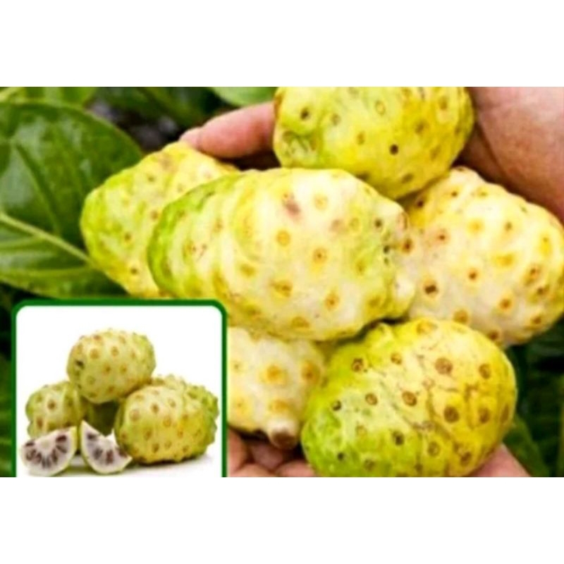 

BUAH MENGKUDU SEGAR/Buah obat herbal bermanfaat
