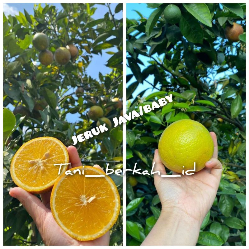 bibit jeruk java/baby berbuah