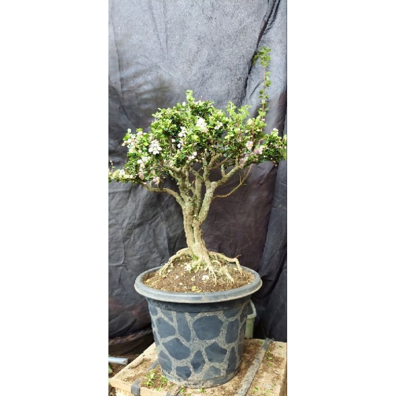 Bonsai Jadi Siap Pajang #MirtenSakura #mirtenduri #kontes