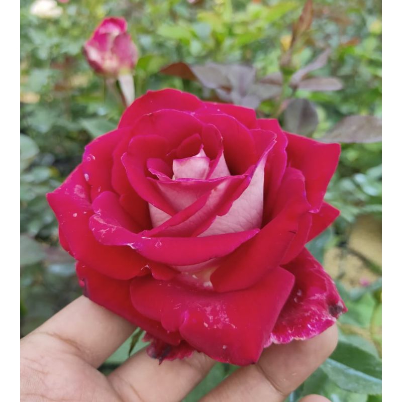 Mawar Holland Red Vanilla Indukan