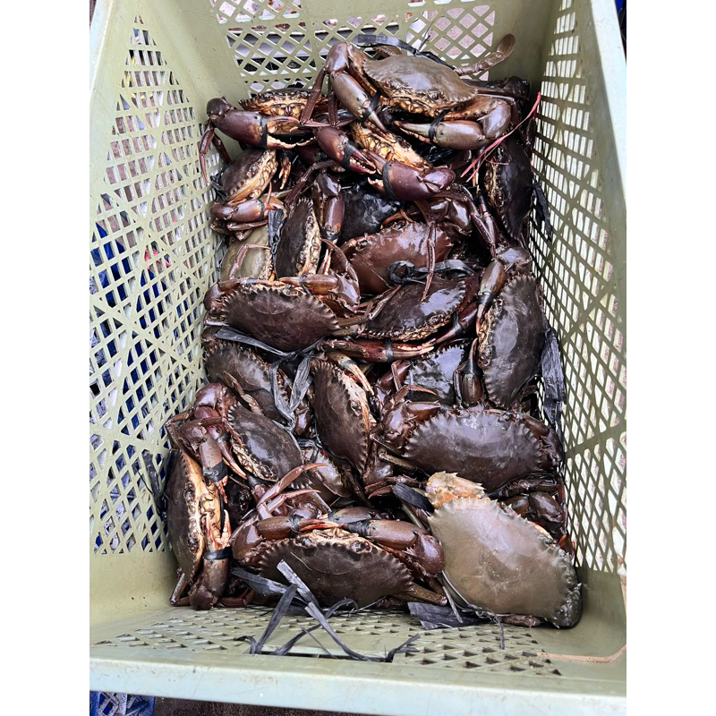 

Kepiting Bakau Hidup/Live Crab