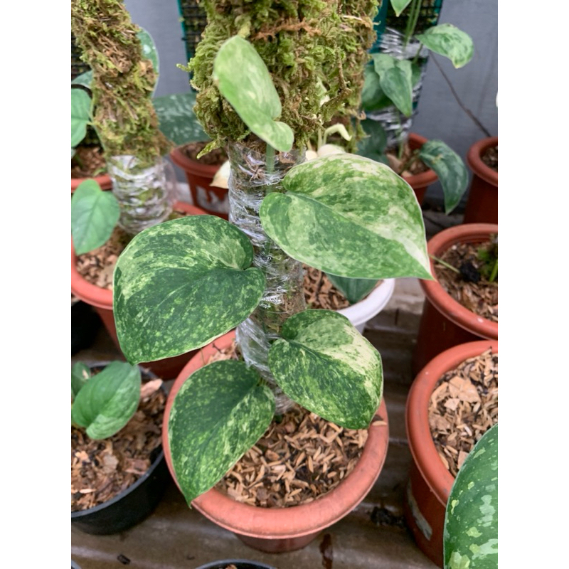 scindapsus jade satin variegata marble