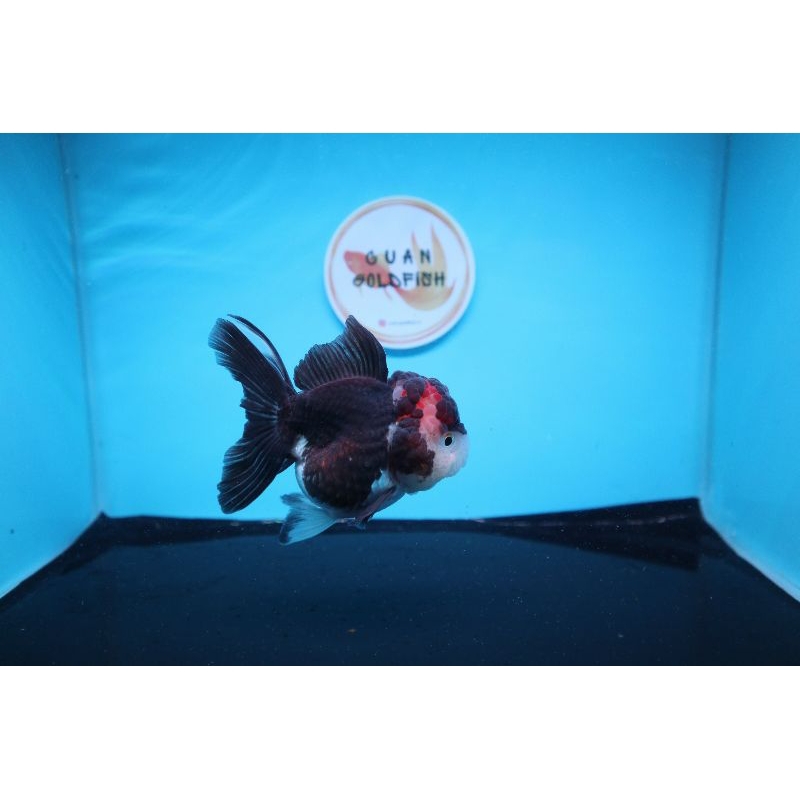 Ikan Mas Koki Oranda Panda Size 10 cm. i19