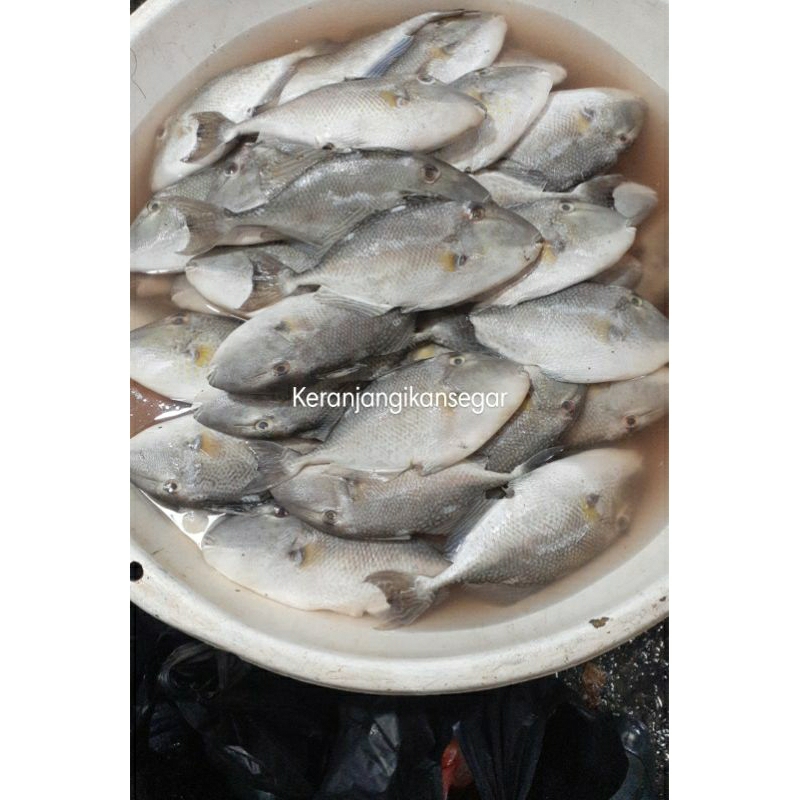 

Ikan ayam ayam segar harian 1kg isi 2/3 (bukan frozen) free dibersihkan