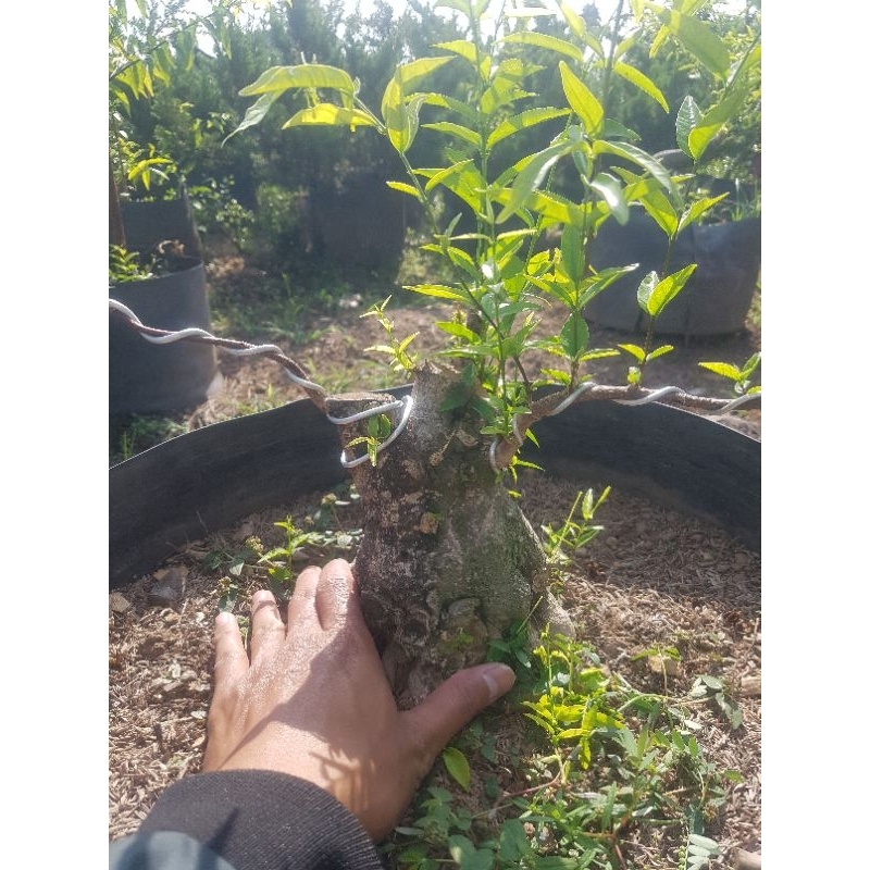 Bahan bonsai anting putri batang bogel