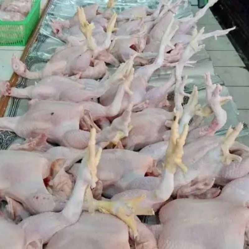

Ayam Broiler Utuh Fresh