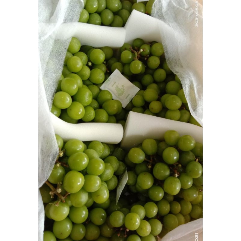 

Anggur Muscat curah repack 500gr