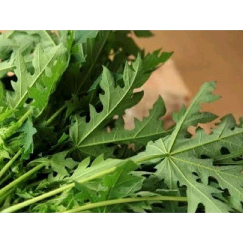 

daun pepaya perikat