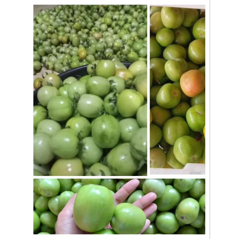 

TOMAT HIJAU SEGAR 1KG TOMAT HIJAU MURAH