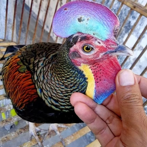 TELUR AYAM HIAS HUTAN FERTIL UNTUK DITETASKAN