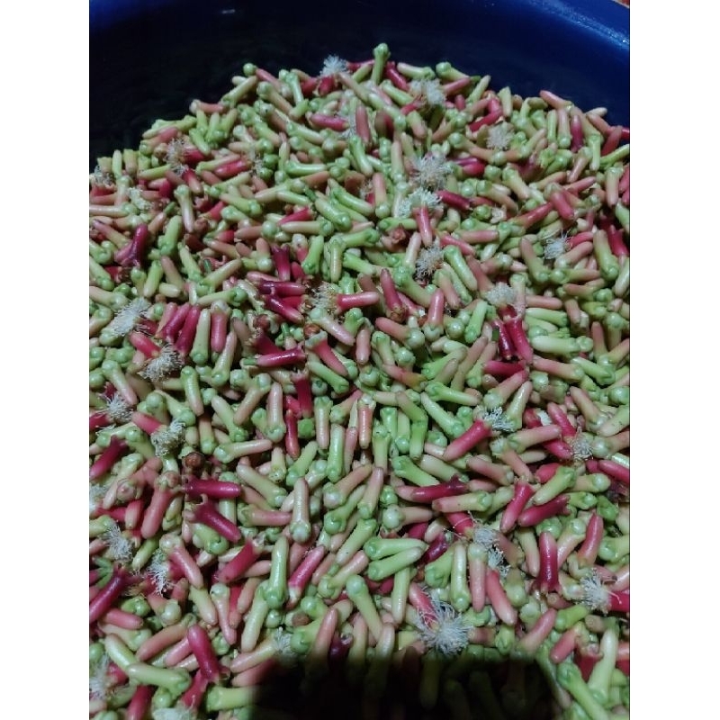 

CENGKIH DAN GAGANGNYA 200 gram