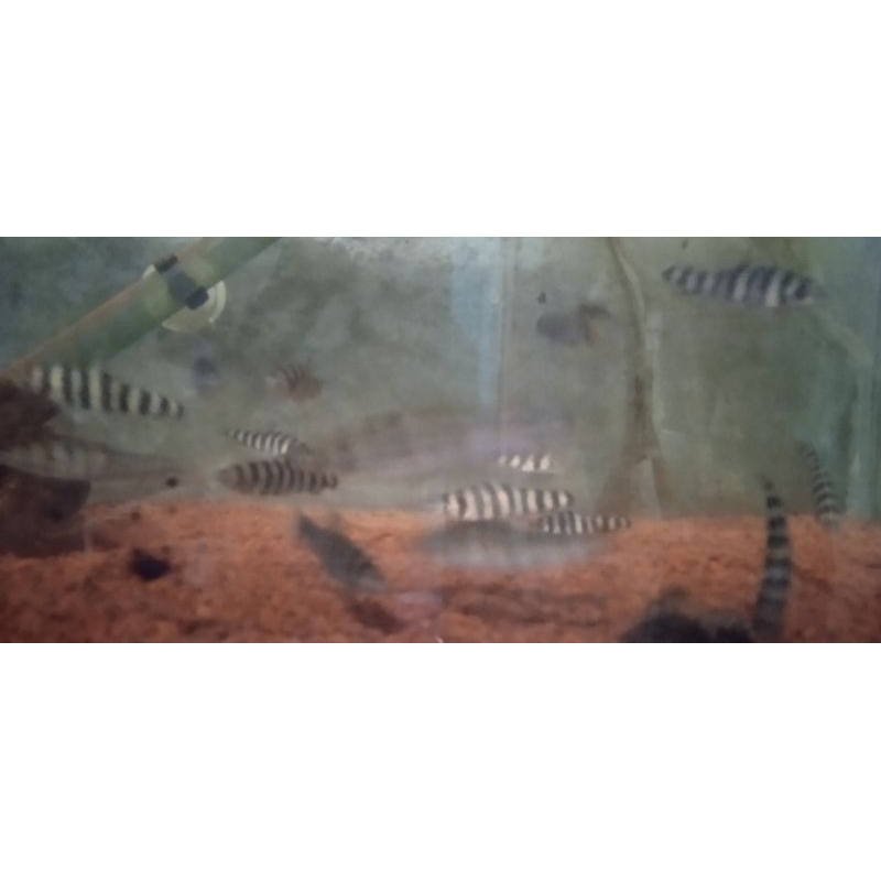 hiasan kaos kaki / leporinus