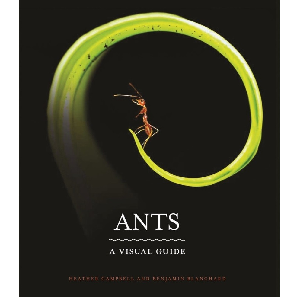 

Ants - A Visual Guide ( D )