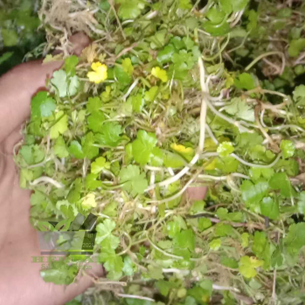 

Daun Pegagan Kecil Segar 300 gram Antanan Berit fresh