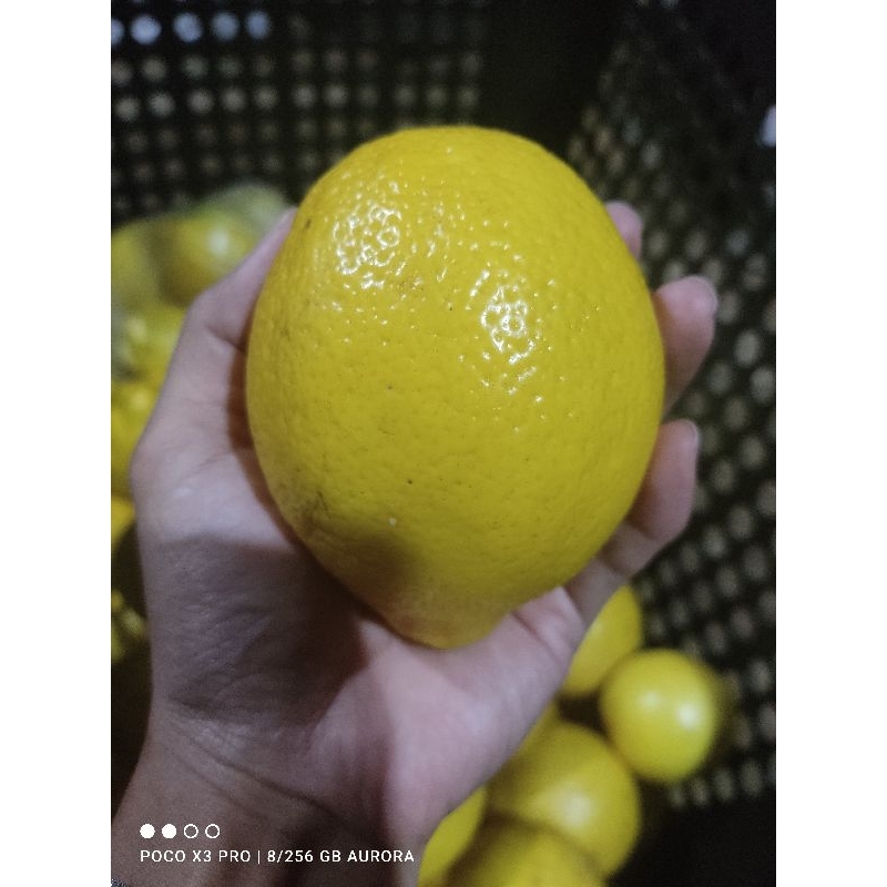 

LEMON KALIFORNIA