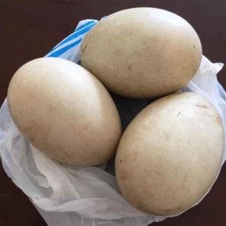 

Sale Sekarang TELUR ANGSA TEMBUHUK TELUR ANGSA BUSUKTELUR ANGSA FRES