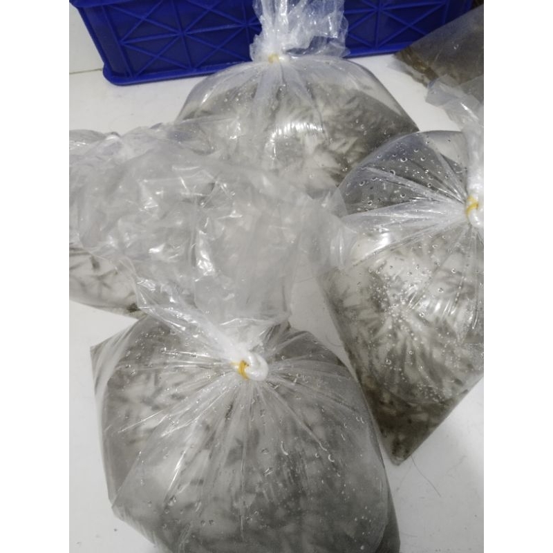 Ay00 UDANG HIDUP Per Ball Pakan Predator/Arwana/Lohan/Chana Dll