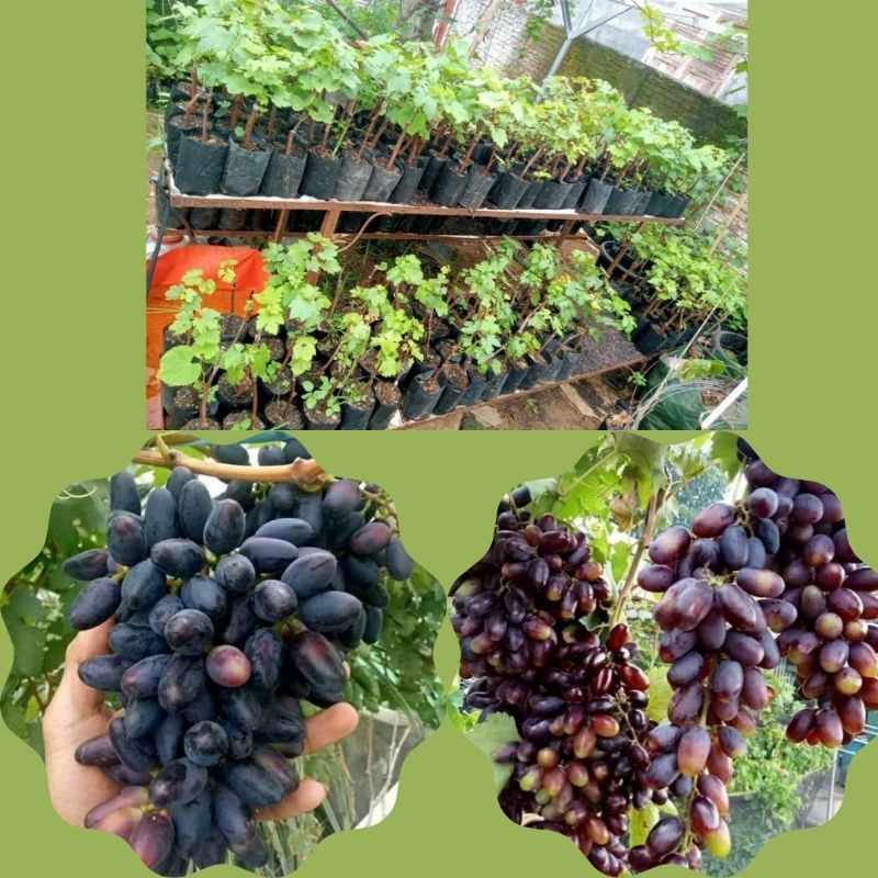 Bibit Anggur Akademik, Bibit Anggur Import, Benih Anggur Akademik