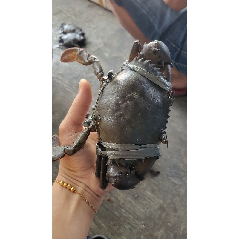 

KEPITING FROZEN.HIDUP² DI BEKUKAN