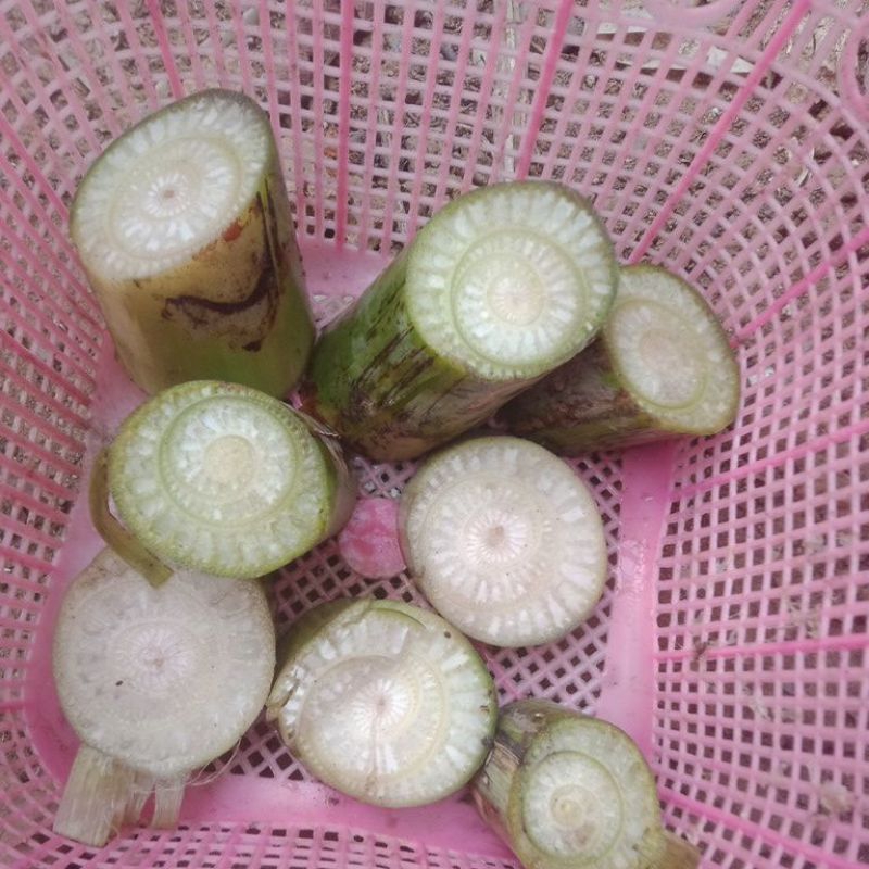 

Jukut ares pisang kepok muda baby 1 kg