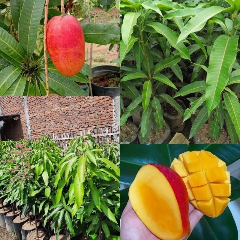 Bibit Buah mangga miyazaki