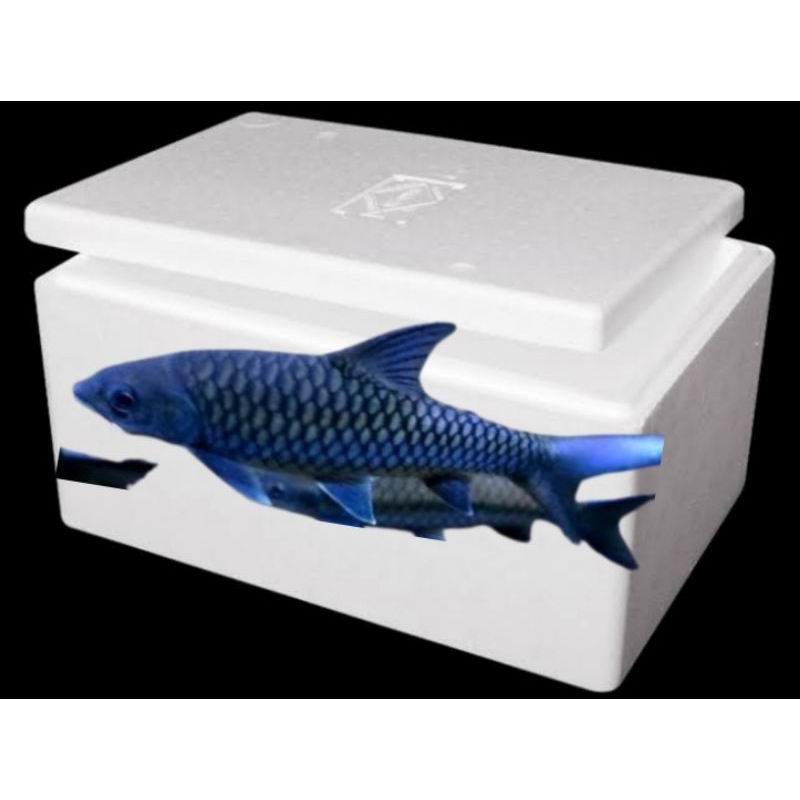 Box Paking + Blue Mahseer Tor Tambroides 18-20