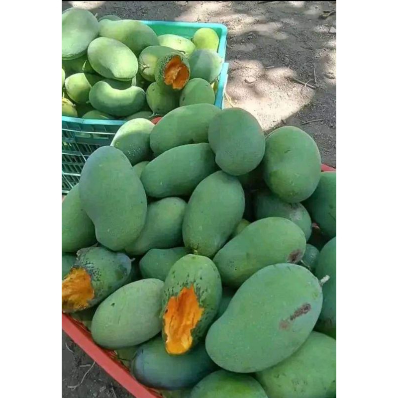 

mangga harum manis tua/ matang pohon/mangkal super 1kg