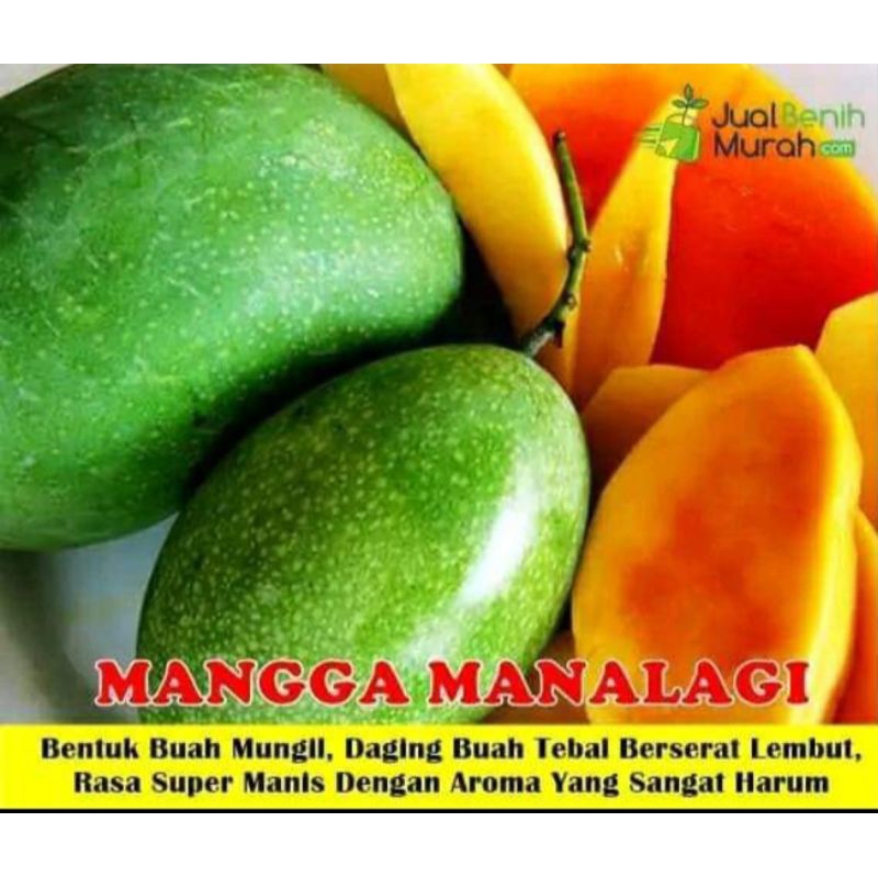 

mangga manalagi super tua/matang pohon 1kg