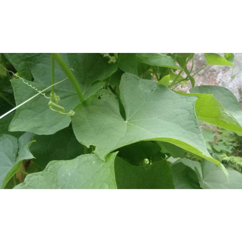 

Daun labu Siam segar petik langsung 50 lembar bonus buah nya