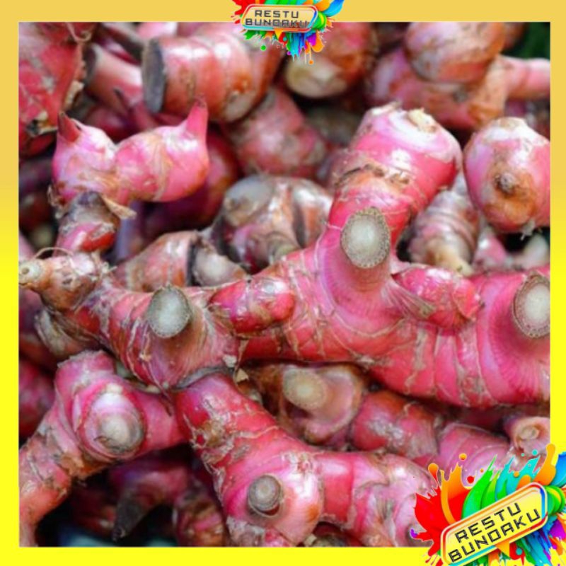 

RESTU BUNDAKU | ( 1KG ) LENGKUAS MERAH DAN PUTIH SEGAR / LAOS MERAH DAN PUTIH SEGAR LANGSUNG DARI PETANI