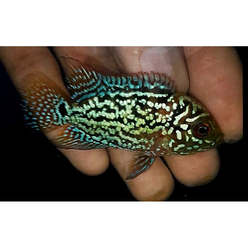 kamfa f2 import thailand