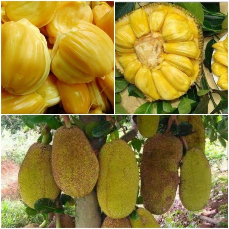 

nangka madu hasil okulasi 70-80cm