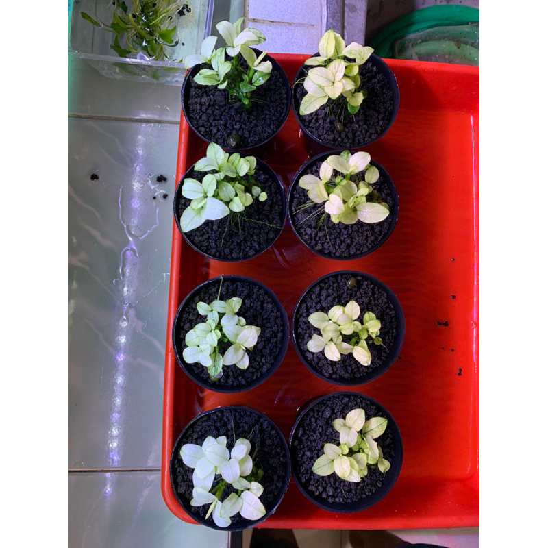 Paket 8 pot Indukan anubias pinto full white