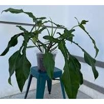 tanaman hias philodendron joepii