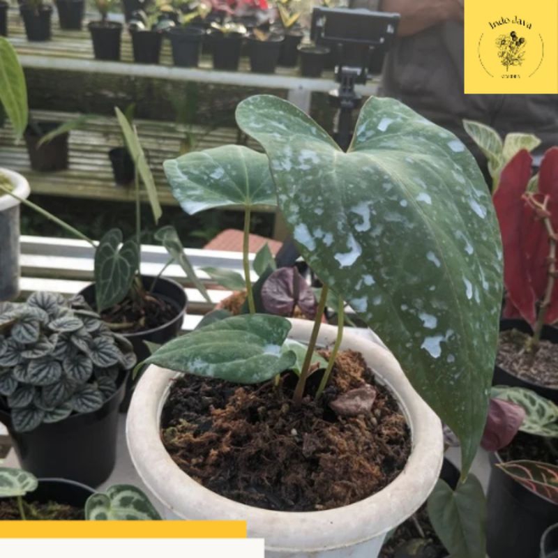 Anthurium Dark Phoenix Premium