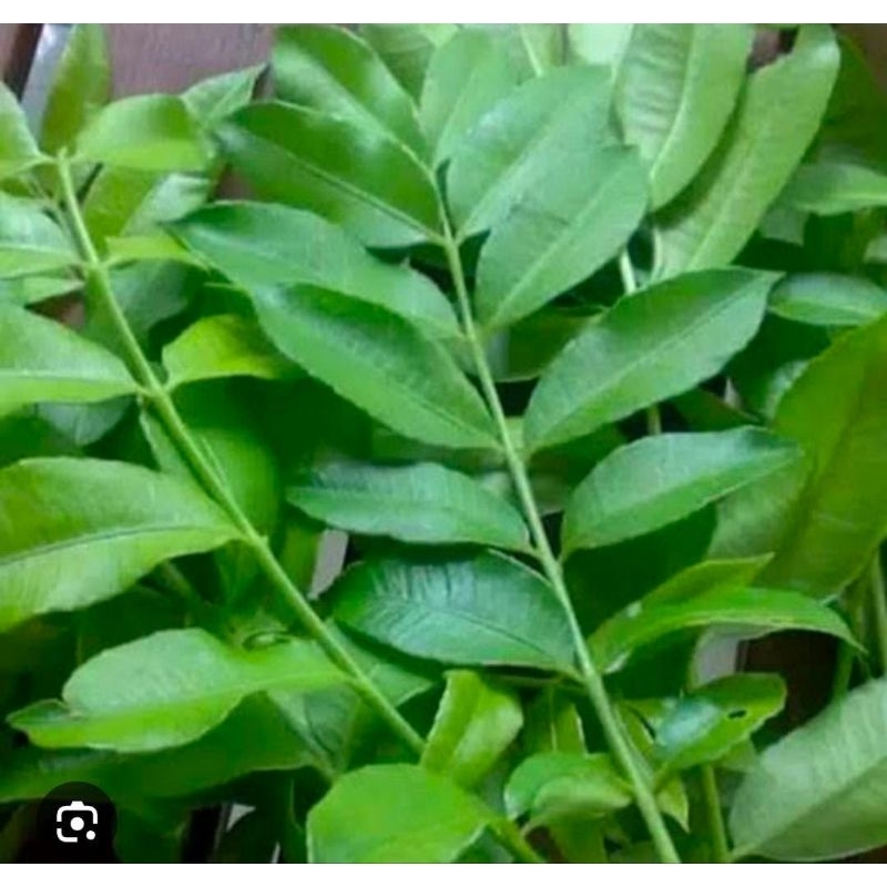 

Daun Kedondong Muda Segar 250 Gram Obat Herbal Tradisional Termurah Fresh