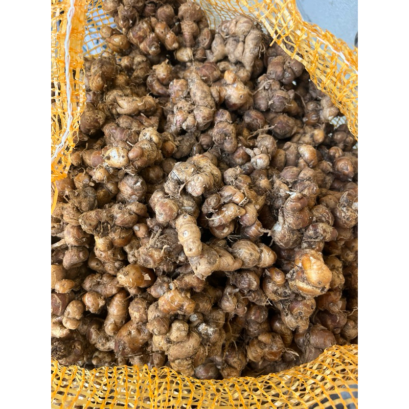 

kencur tua bersih wangi fresh 5 kg