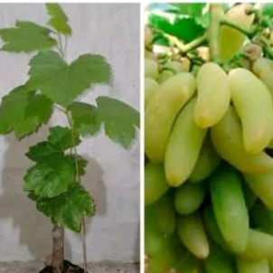 

bibit anggur import banana