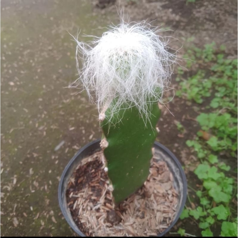 oldman malampir bulu rambut putih grafting