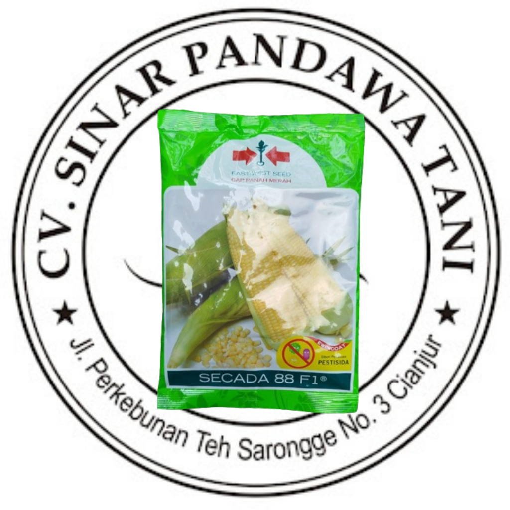 Benih jagung manis hibrida SECADA 88 F1