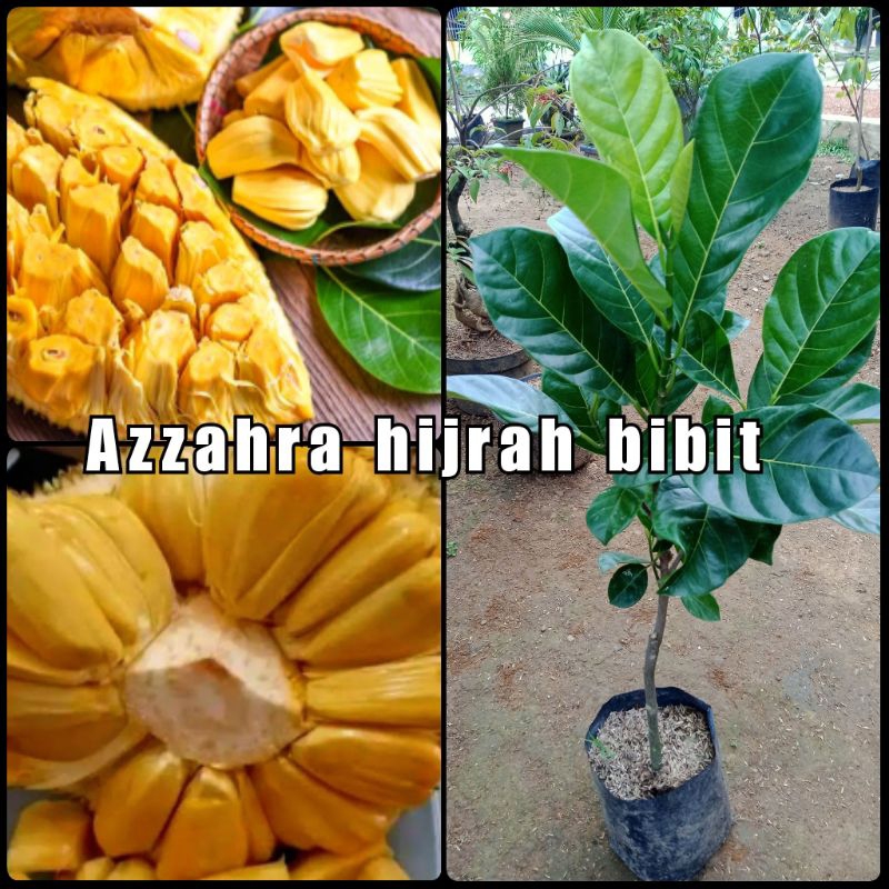 bibit tanaman nangka madu/bibit nangka madu super/nangka madu okulasi