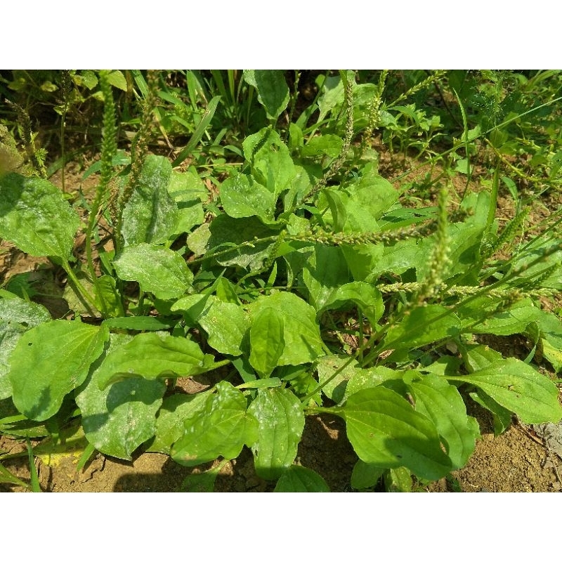 

Daun Ki Urat/Ki Sendok