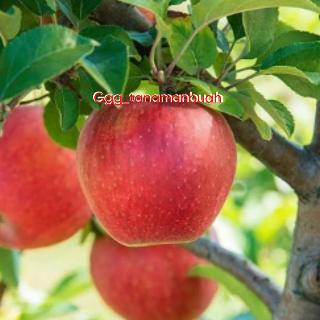 Bibit Apel Fuji Merah Siap Berbuah Spesial