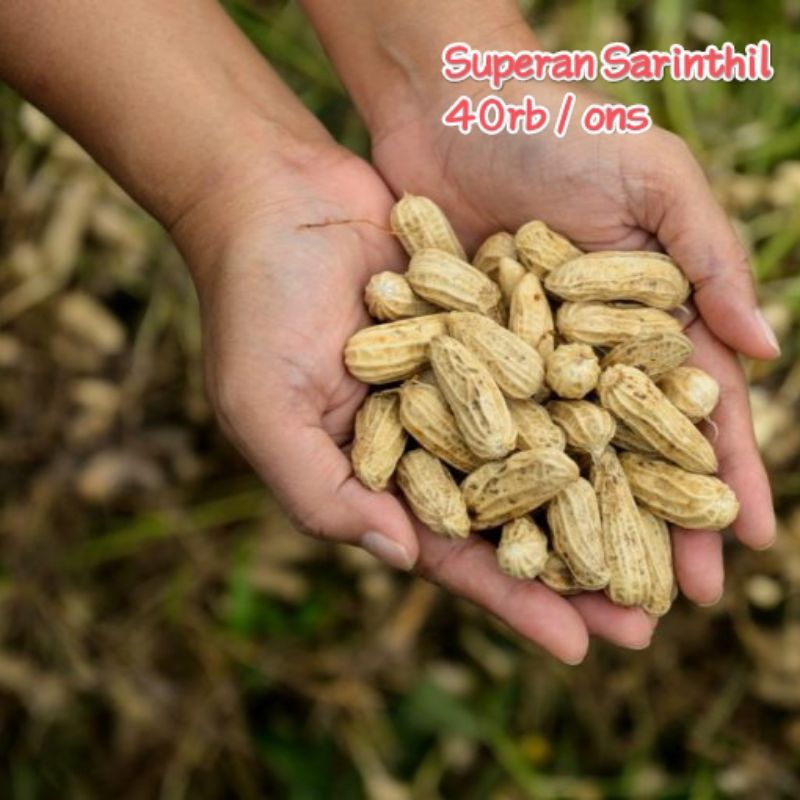 

Kacang SUPERAN SARINTHIL