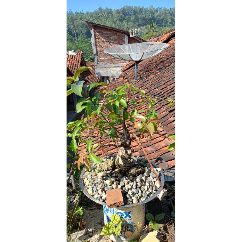 bonsai bunut merah