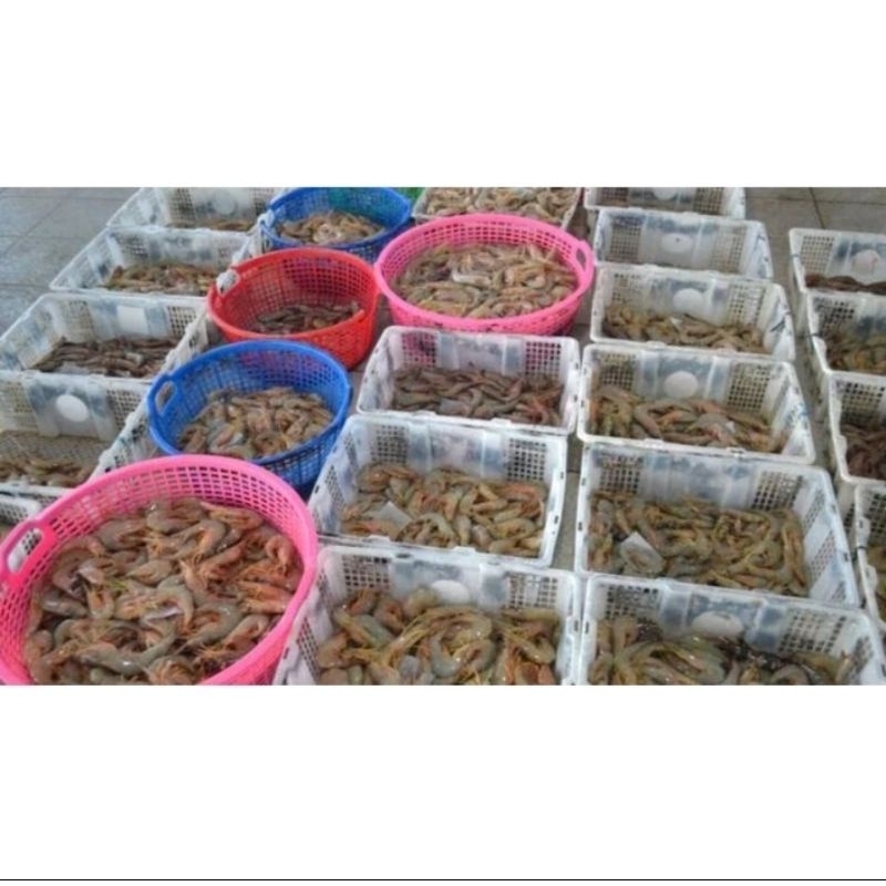 

Udang Segar Fresh Varian Ukuran