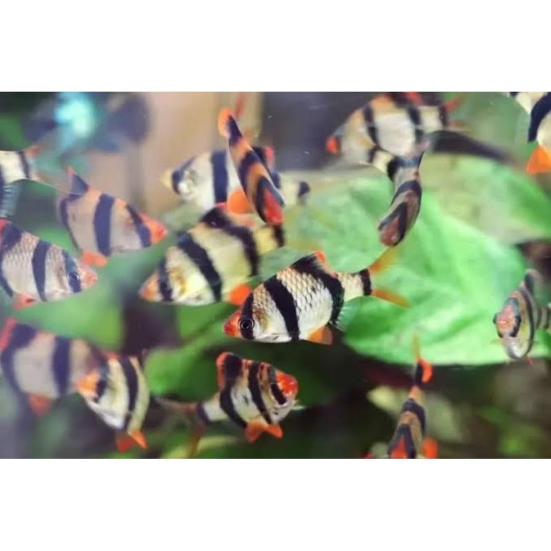 sumatra tiger fish pelengkap aquarium aquascape isi 10