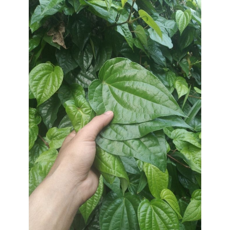 

sirih segar